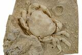 Fossil Crab (Potamon) Preserved in Travertine - Turkey #301762-1